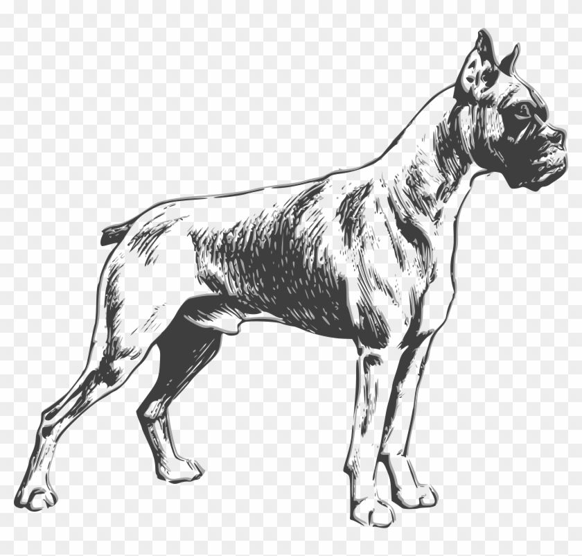 Boxer Dog Clip Art - Boxer Dog Vector #236838