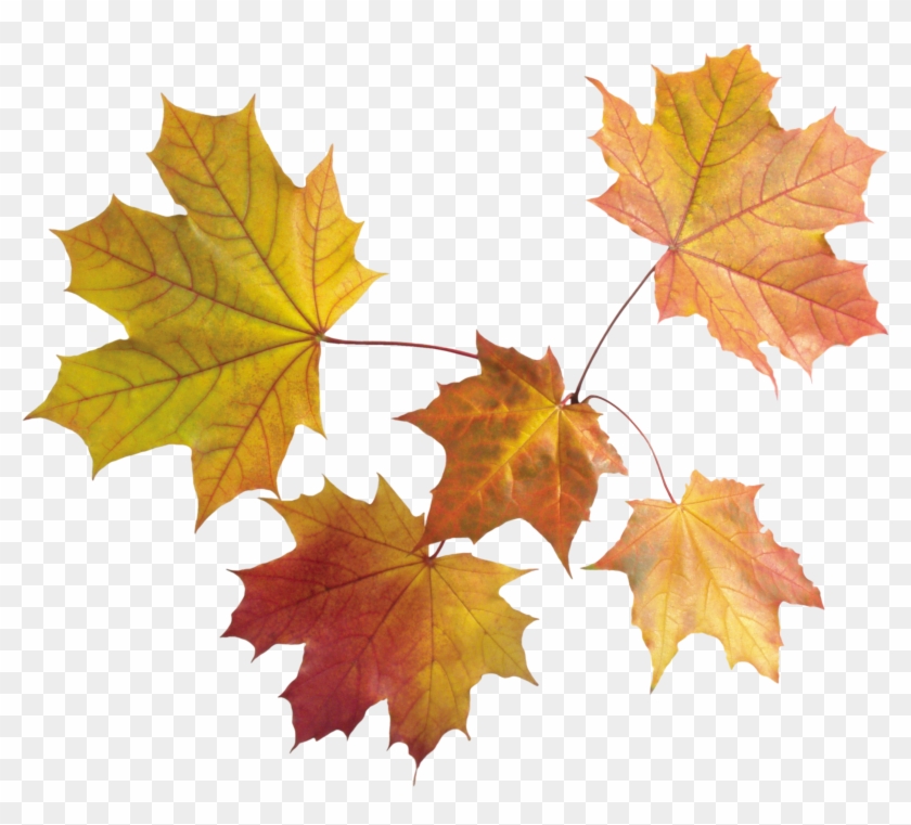 Autumn Png Leaves - Autumn Leaves Transparent Background #236924