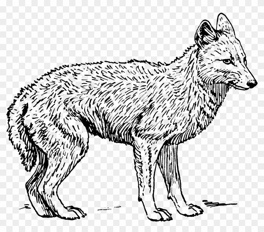Jackal Clipart - Jackal Clipart #1507581
