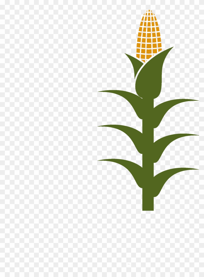 Nearly 50% Of Arable Soils Are Low In Zn, Limiting - Nearly 50% Of Arable Soils Are Low In Zn, Limiting #1511355