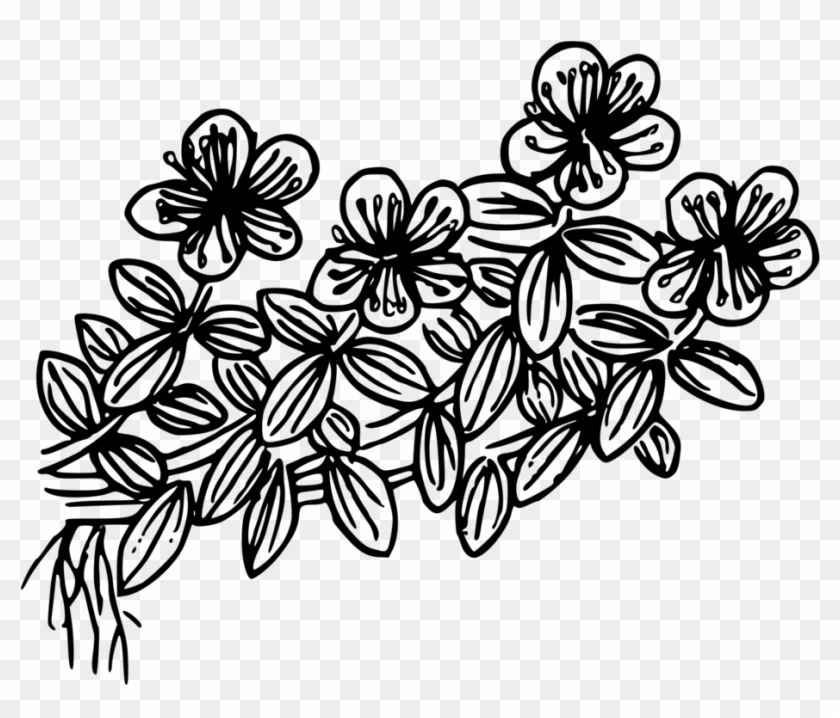 Hypericum Anagalloides Coloring Book Drawing Line Art - Hypericum Anagalloides Coloring Book Drawing Line Art #1511708