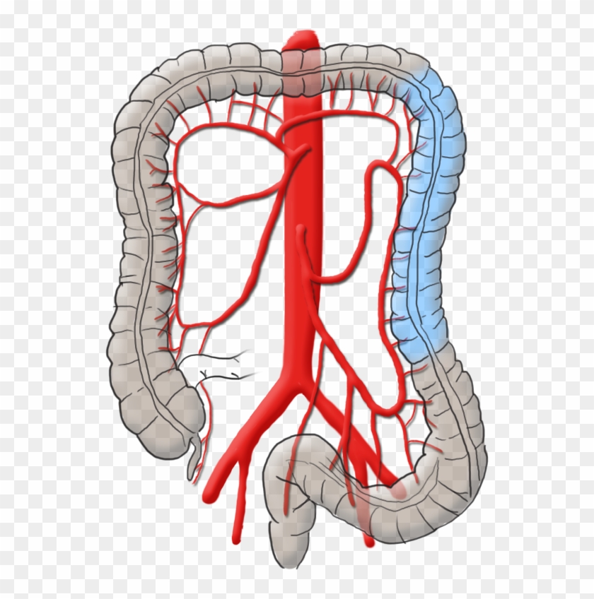 Right Colic Artery - Right Colic Artery #1513164