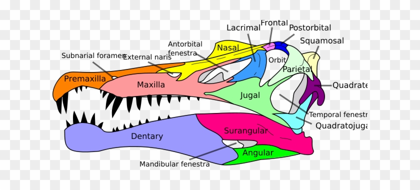 Spinosaurus Skull - Spinosaurus Skull #1513491