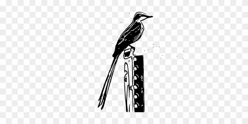 Passerine Vertebrate Bird Beak Scissor-tailed Flycatcher - Passerine Vertebrate Bird Beak Scissor-tailed Flycatcher #1513510