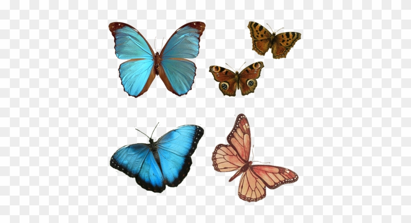 More Free Hungry Caterpillar Butterfly Png Images - More Free Hungry Caterpillar Butterfly Png Images #1513756