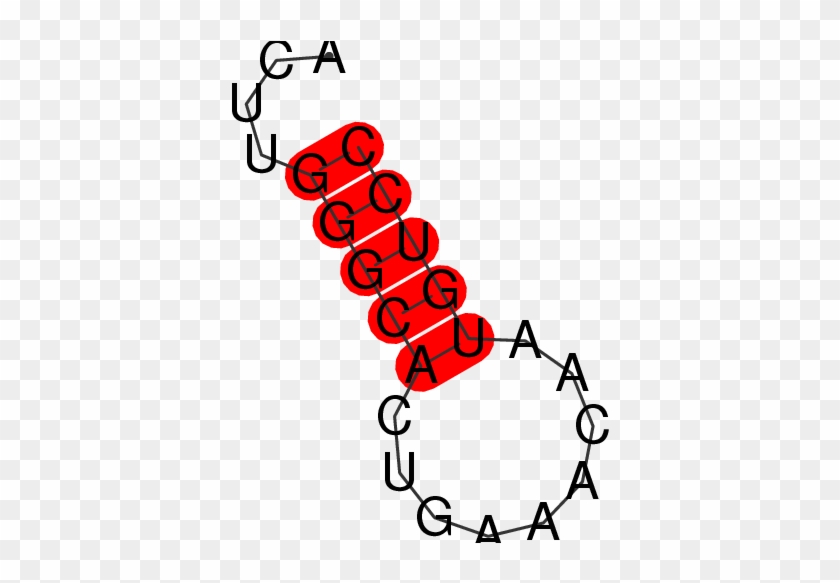 Transcripts For Mir635 Gene - Transcripts For Mir635 Gene #1514149