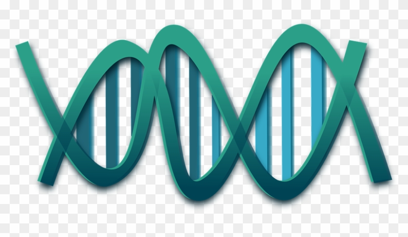 Png Free Dna Clipart Transparent - Png Free Dna Clipart Transparent #1514151