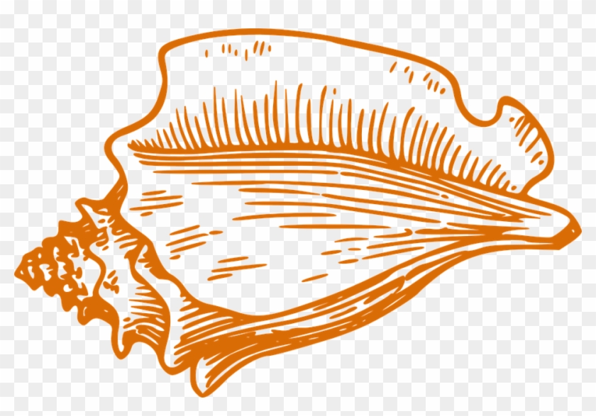 Shell Conch Orange - Shell Conch Orange #1515207