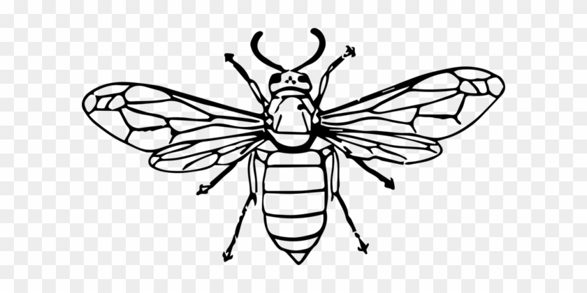 Hornet Bee Insect Wasp Drawing - Hornet Bee Insect Wasp Drawing #1515284