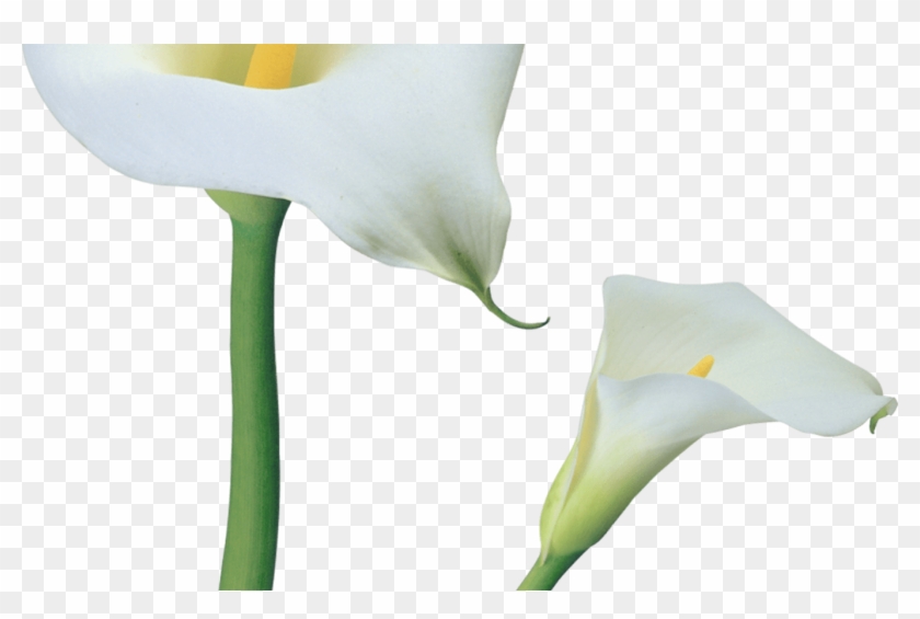 Transparent Calla Lilies Flowers Png Clipart Gallery - Transparent Calla Lilies Flowers Png Clipart Gallery #1515377