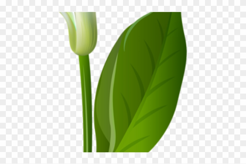 Calla Lily Clipart Calli - Calla Lily Clipart Calli #1515383