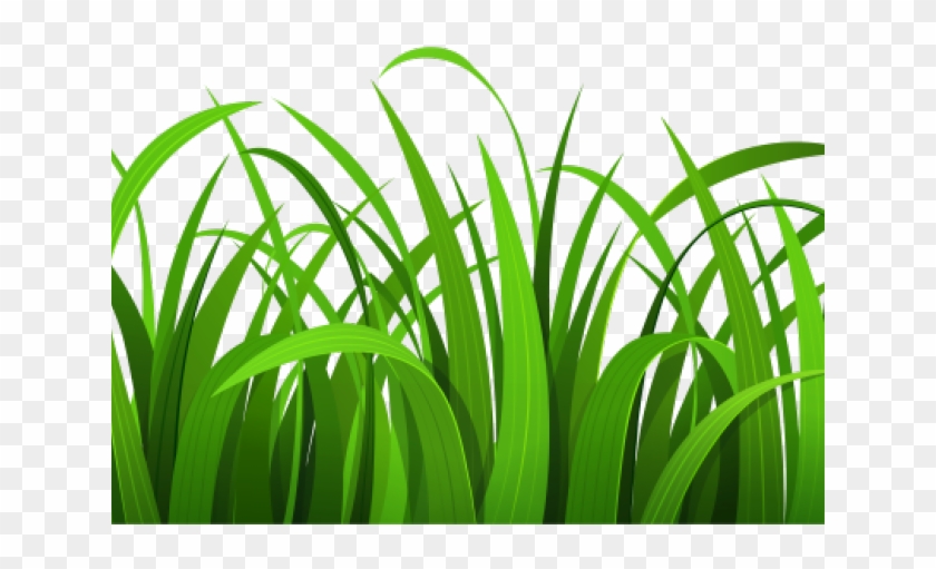 Sea Grass Clipart Wheat Grass - Sea Grass Clipart Wheat Grass #1515747