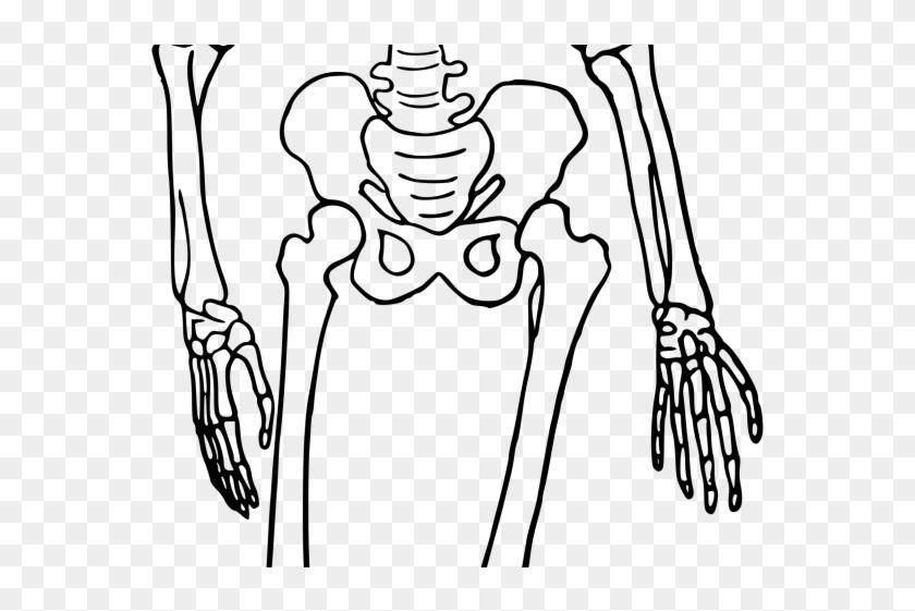 Long Clipart Human Bone - Long Clipart Human Bone #1515757