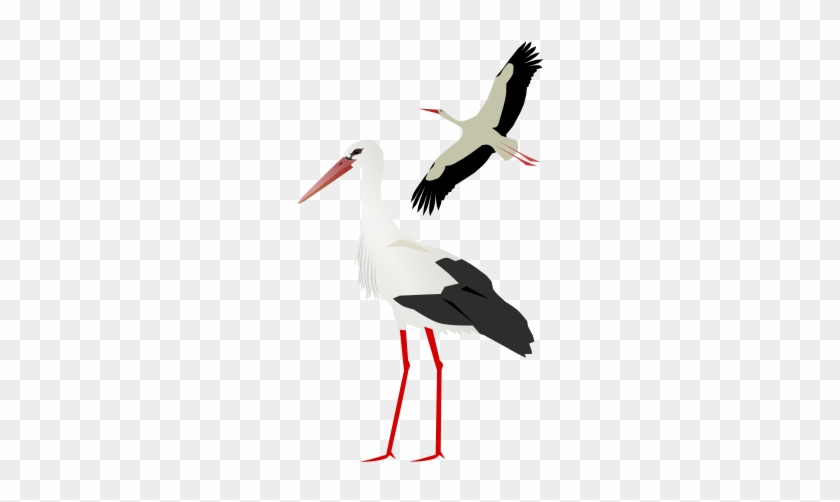 Stork Png - Stork Png #1515965