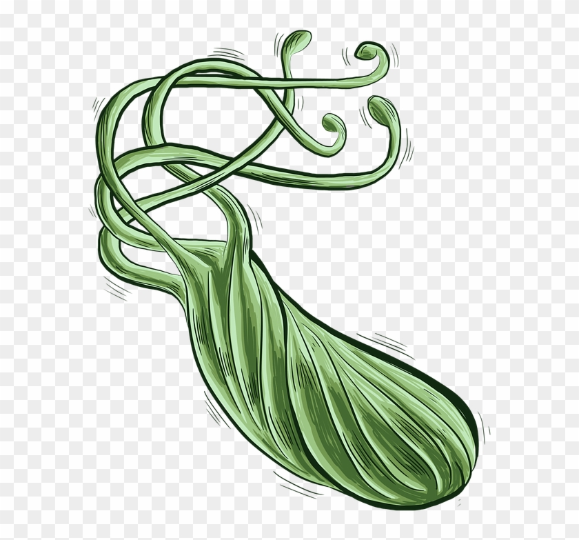 How Did I Get A Helicobacter Pylori Infection Is H - How Did I Get A Helicobacter Pylori Infection Is H #1516442