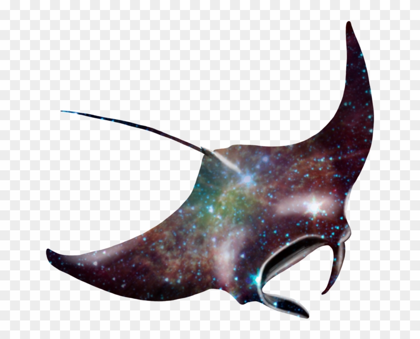 Transparent Manta Ray - Transparent Manta Ray #1516531