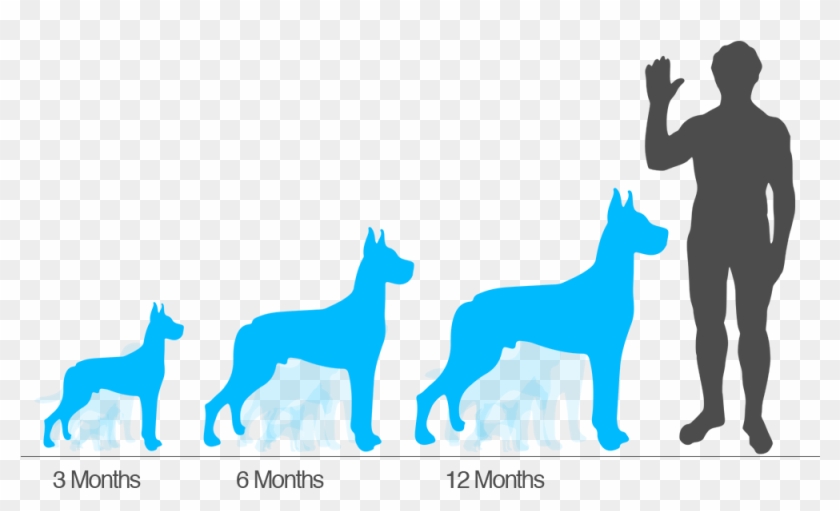 Cane Corso Puppy Size Chart About Animals - Cane Corso Puppy Size Chart About Animals #1516877