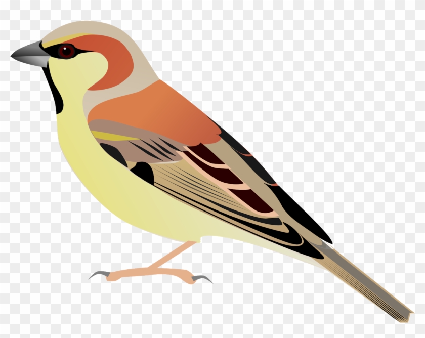 Sparrow Bird Watercolor Painting - Sparrow Bird Watercolor Painting #1517081