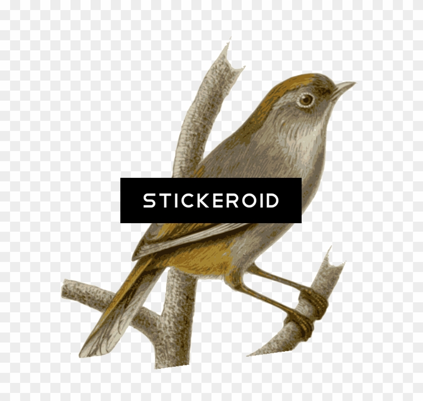 Sparrow Animals - Sparrow Animals #1517117