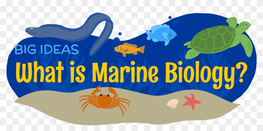 What Is Marine Biology - What Is Marine Biology #1517500