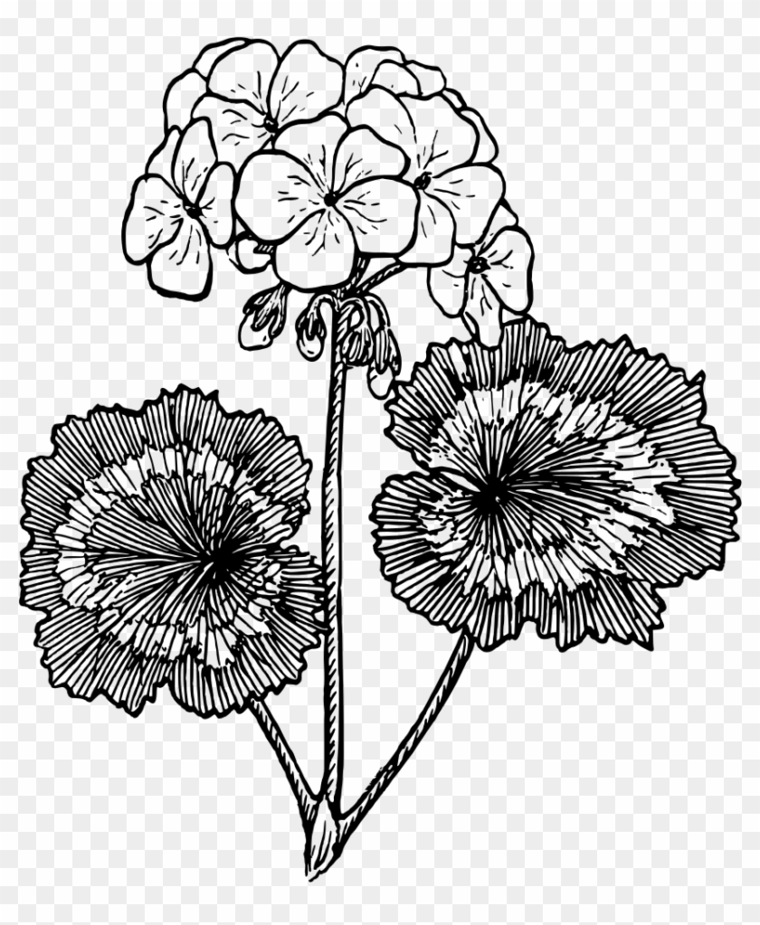 Onlinelabels Clip Art Geranium - Onlinelabels Clip Art Geranium #1518240