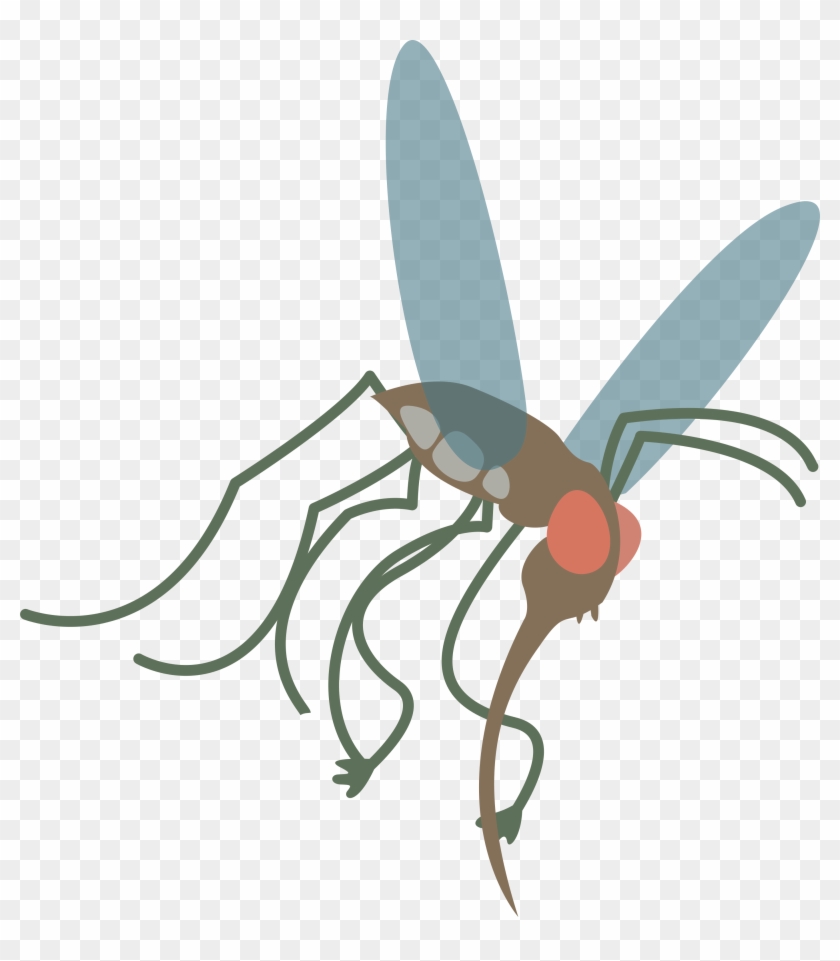Flying Mosquito Crazywidow Info - Flying Mosquito Crazywidow Info #1518652