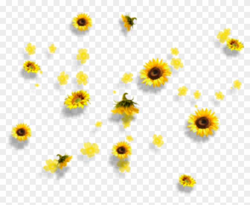 Yellow Flowers Aesthetic Tumblr Falling - Yellow Flowers Aesthetic Tumblr Falling #1519186