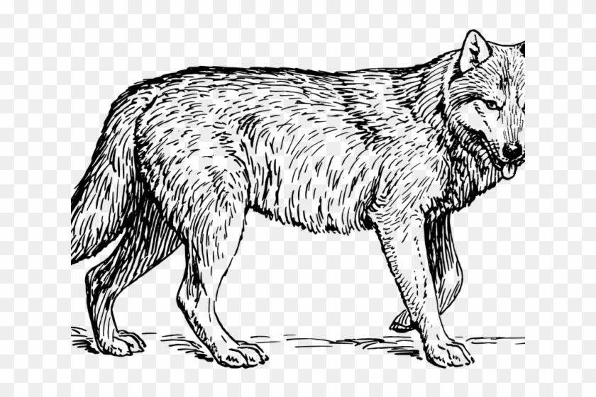 Gray Wolf Clipart Wolf Head - Gray Wolf Clipart Wolf Head #1519836