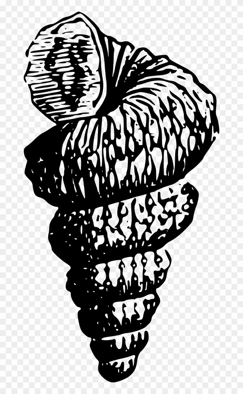 Beach Sea Seashell Shell Bea - Beach Sea Seashell Shell Bea #1519969