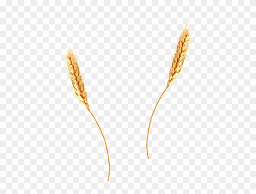 Barley Clipart Wheat Spike - Barley Clipart Wheat Spike #1521377