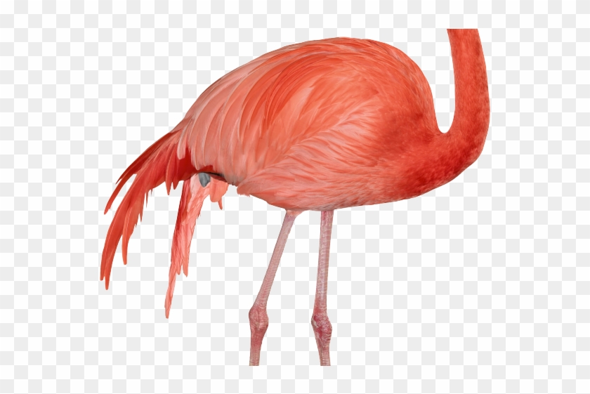 Flamingo Clipart Transparent Background - Flamingo Clipart Transparent Background #1521928