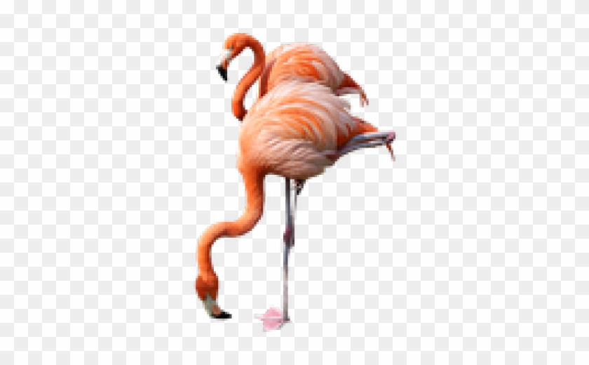 Flamingo Clipart Sad - Flamingo Clipart Sad #1521958