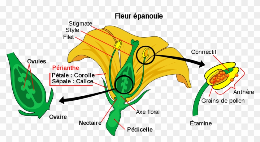 File Mature Flower Diagram Fr Svg Wikimedia Commons - File Mature Flower Diagram Fr Svg Wikimedia Commons #1522284