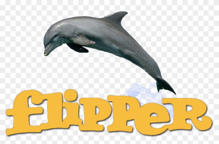 Dolphin Clipart Flipper - Dolphin Clipart Flipper #1522499