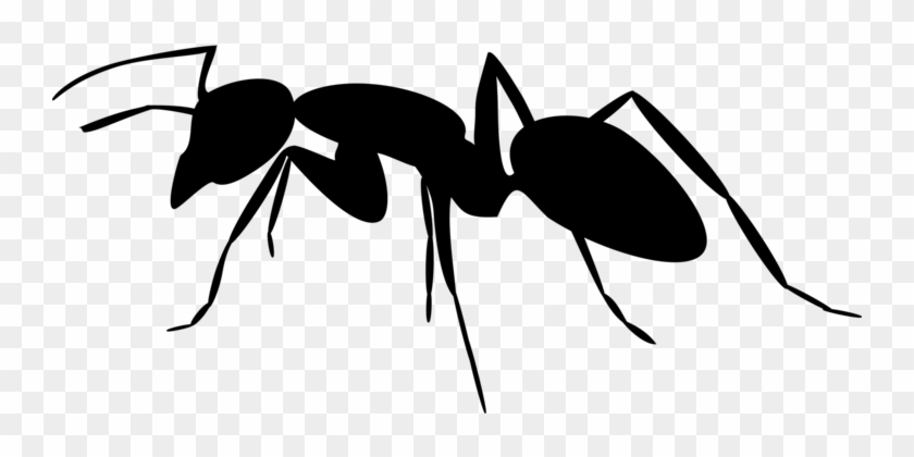 Carpenter Ant Insect Silhouette - Carpenter Ant Insect Silhouette #1523140