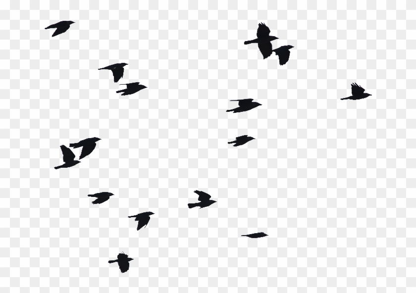 Birds Flying - Birds Flying #1524178