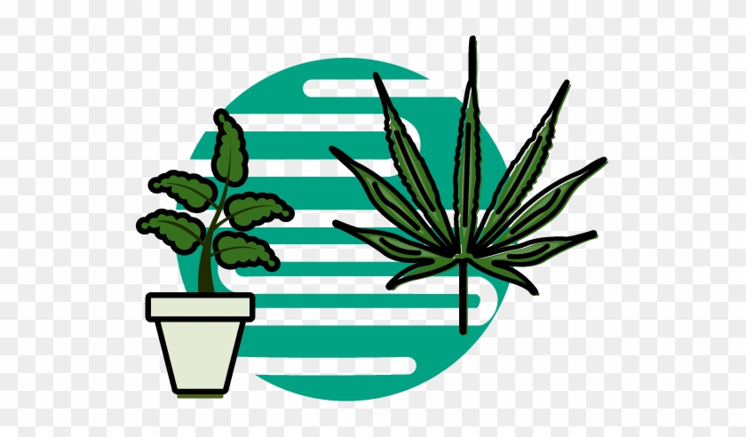 Medical Cannabis Comes In Different Types Of Strains - Medical Cannabis Comes In Different Types Of Strains #1524455