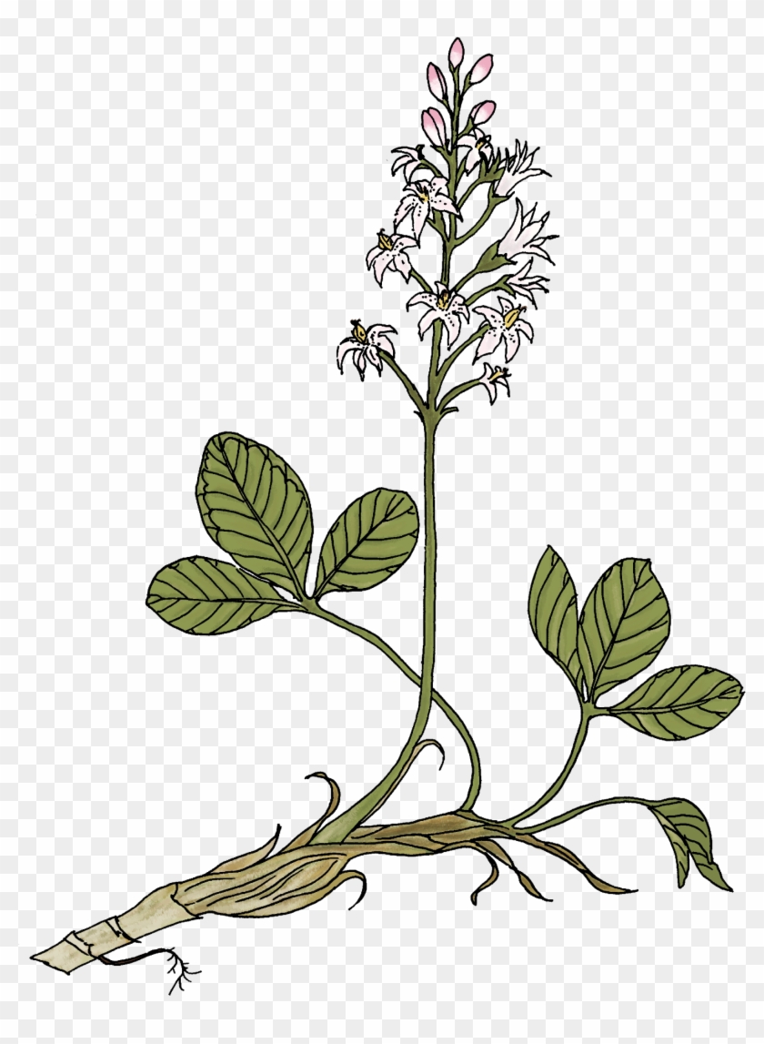 Bog Bean - Bog Bean #1525313