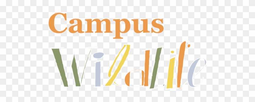 College Life At Ucf Wouldn't Be The Same Without Them - College Life At Ucf Wouldn't Be The Same Without Them #1525476