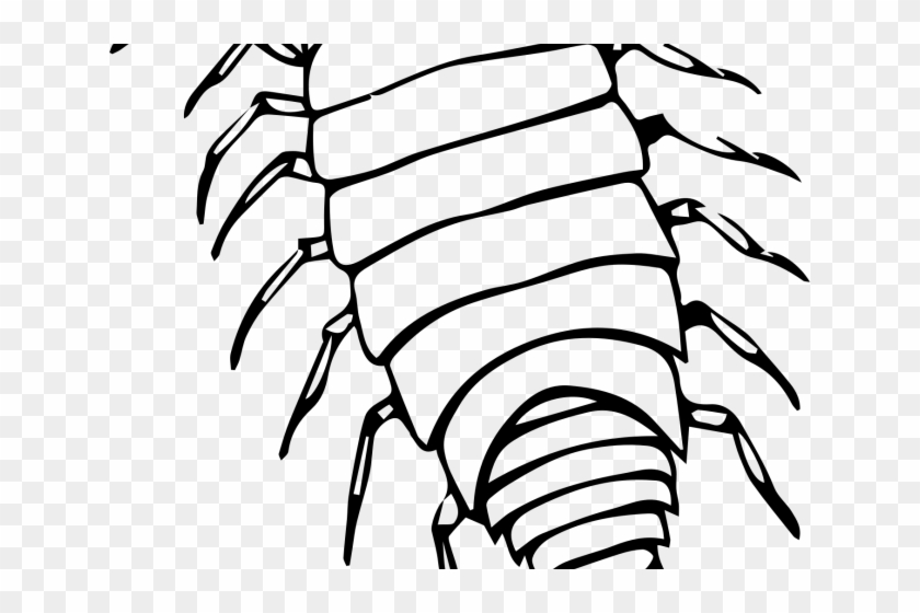 Bugs Clipart Isopod - Bugs Clipart Isopod #1527305