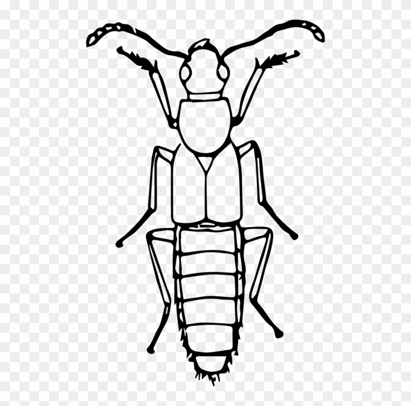 Picture Transparent Stock Ladybird Beetle Line Art - Picture Transparent Stock Ladybird Beetle Line Art #1527308