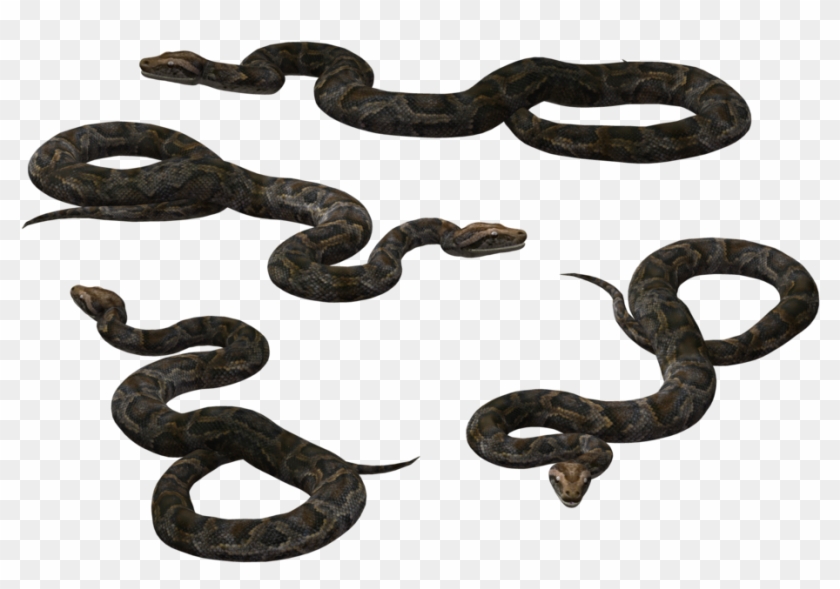 Black Rat Snake Vipers Reptile - Black Rat Snake Vipers Reptile #1528325