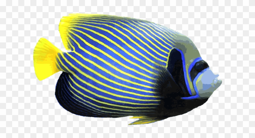 Angelfish Clipart Saltwater Fish - Angelfish Clipart Saltwater Fish #1528371