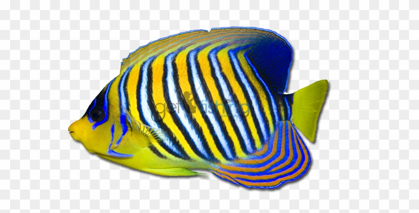 Angelfish Png Transparent Hd Photo - Angelfish Png Transparent Hd Photo #1528373