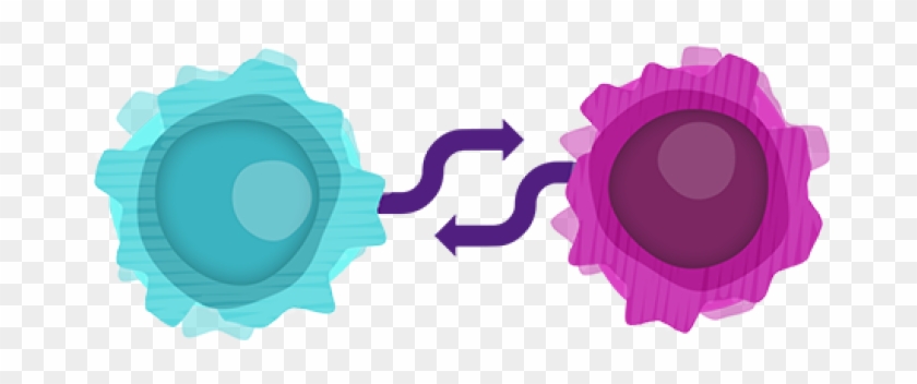 Exploring B And T Cell Crosstalk [1-4] - Exploring B And T Cell Crosstalk [1-4] #1529186