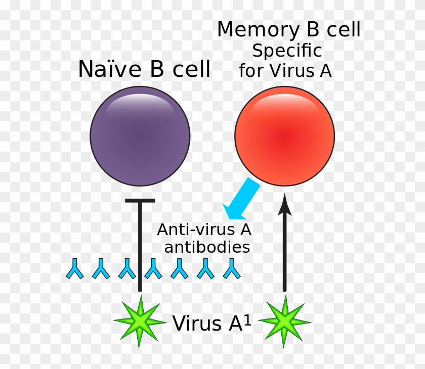 Humoral Immune Deficiency - Humoral Immune Deficiency #1529222