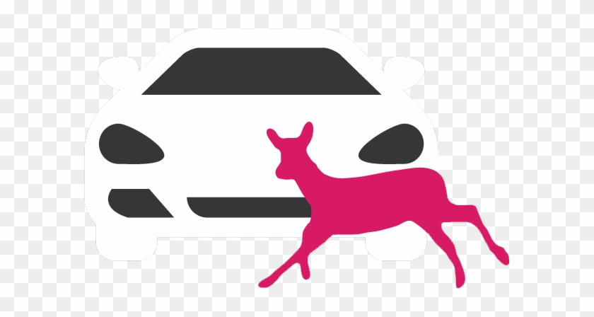 Animal-vehicle Collisions - Animal-vehicle Collisions #1529714
