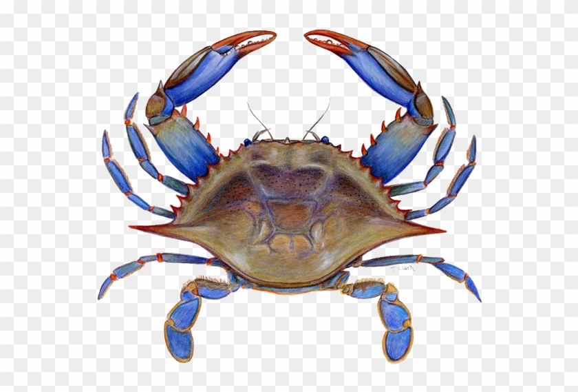 Crab Png Picture Peoplepng Com - Crab Png Picture Peoplepng Com #1529855