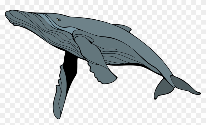 Humback Whale B/w Clip Art At Clker - Humpback Whale Clipart #237310