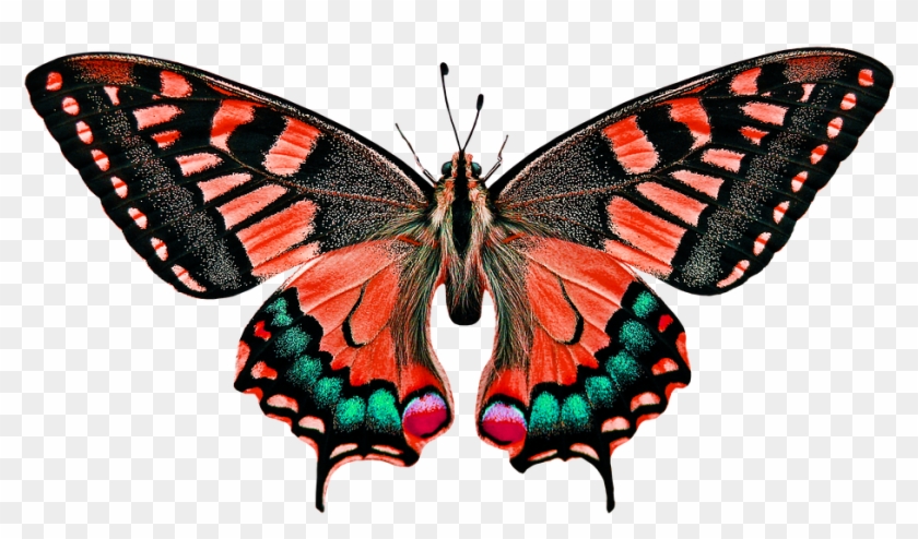 Natur, Tiere, Schmetterling, Insekt - Butterfly Colorful Art Design Pillow Case #237317